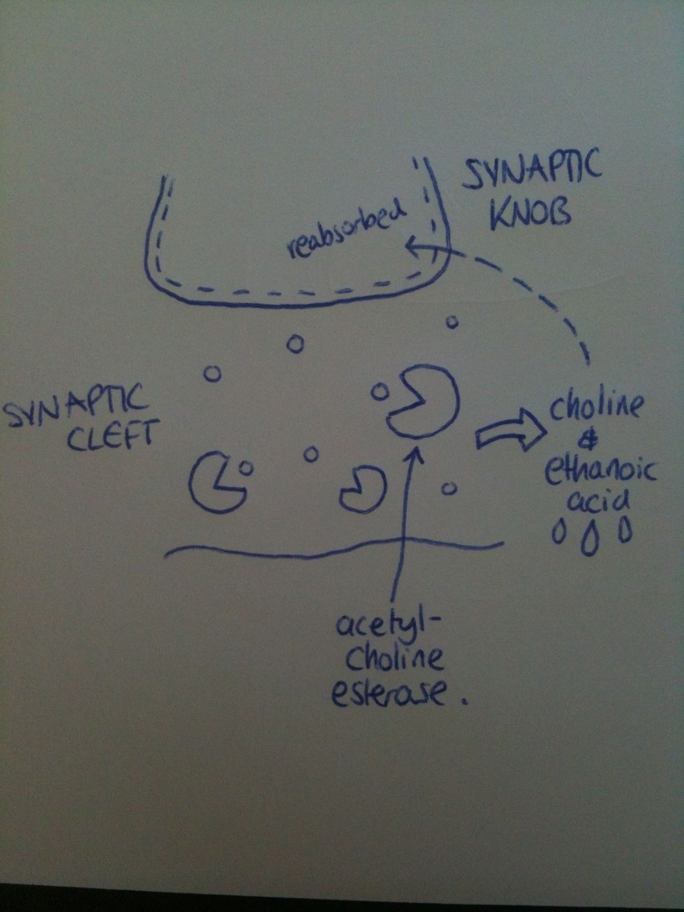 Enzymes in the cleft remove the transmitter molecules from binding sites, eg. acetylcholine esterase hydrolyses acetylcholine to choline and ethanoic acid, which are reabsorbed into the synaptic knob.
