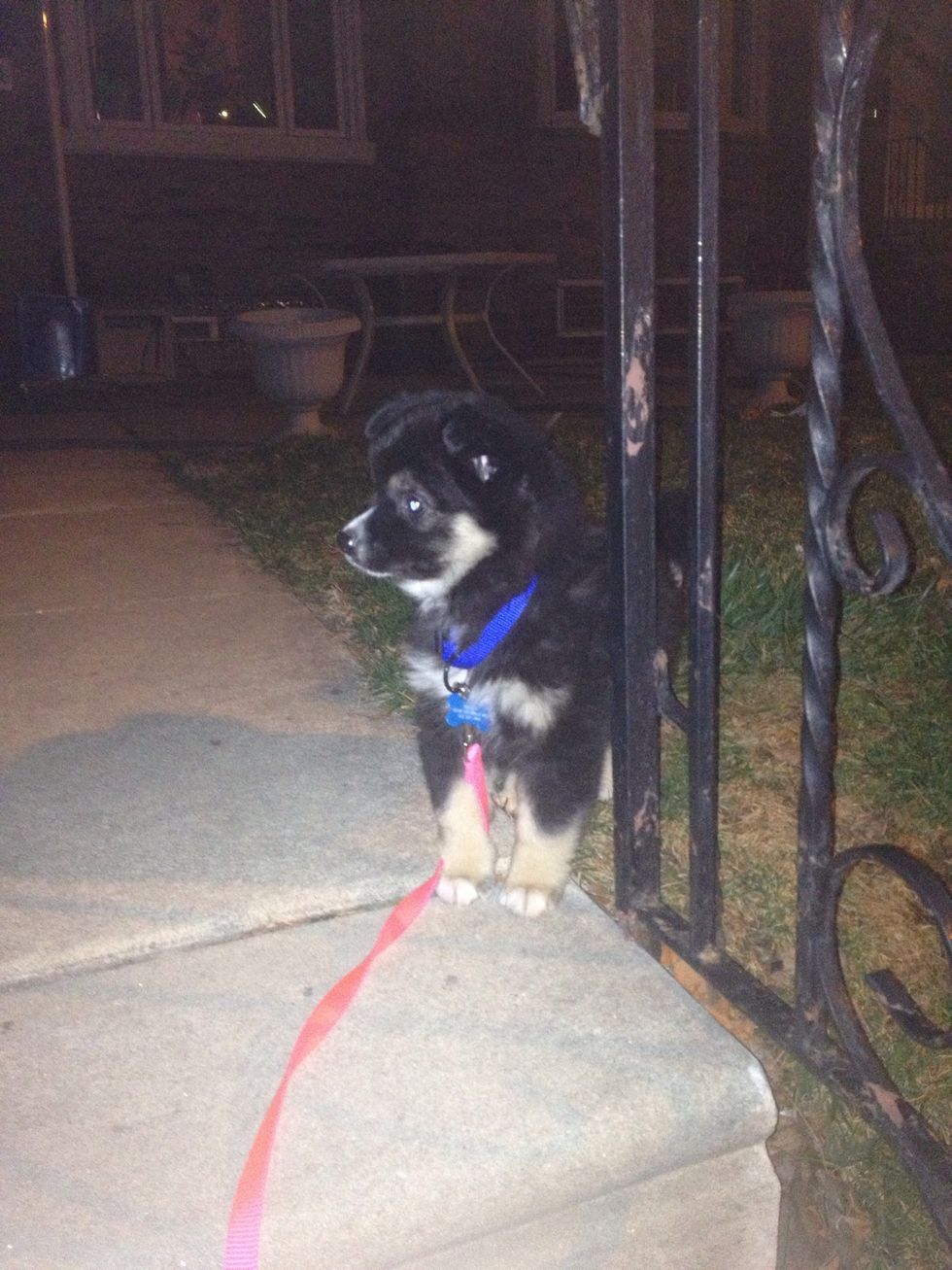 Even if we walked him, he'd come inside and pee or poop...when we weren't watching or he'd hide behind something to do his dirty deed.