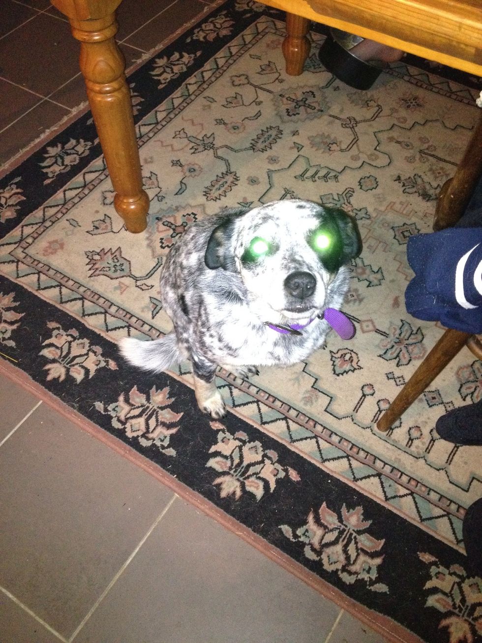 Even my blue heeler Miin looks GREEN with envy! Lol