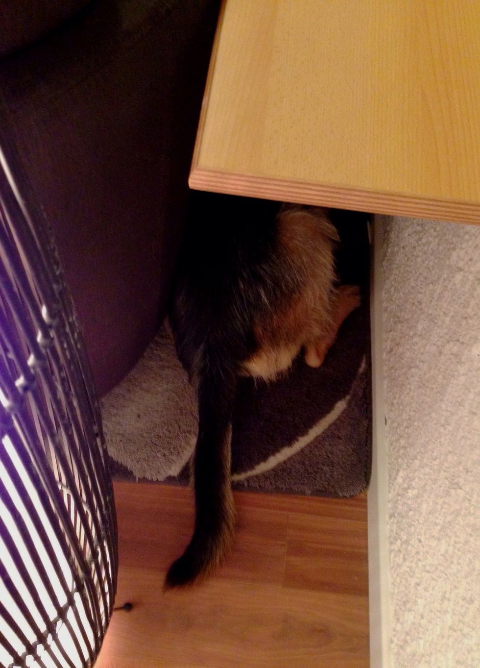 Even the dog has a new small cave. He likes to  crawl under tables & beds...