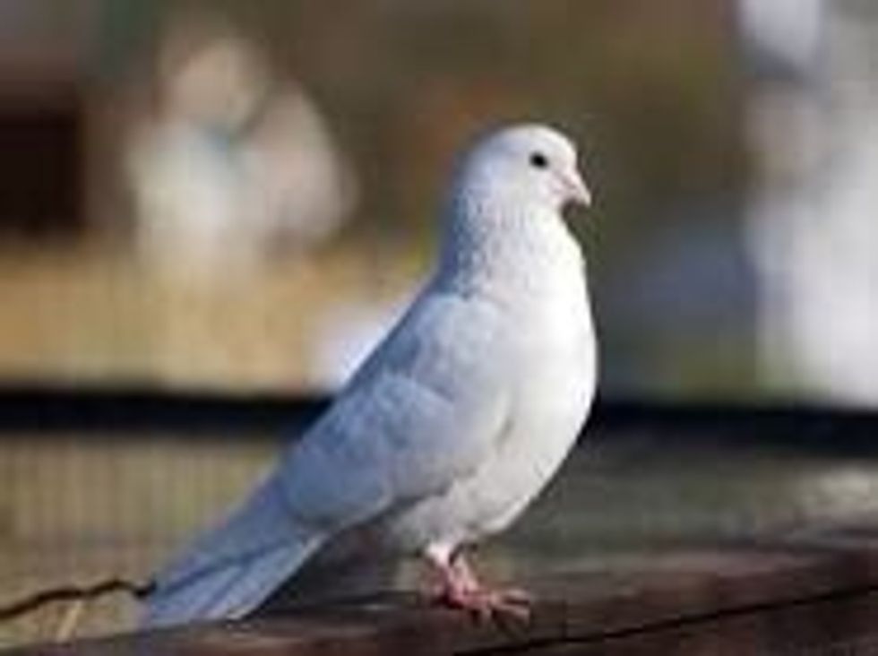 Every time it comes to your hand. Get it to step into your index finger by gently push up on its chest with the side of your finger. It'll step on to your finger. Let it eat from your hand.