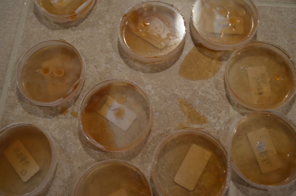 Ewwww. I stored the dishes lid-side down and they leaked. The light bulb didn't keep the dishes at 90 degrees. I saw cloudiness and specks in all dishes, but could not tell which had more germs.