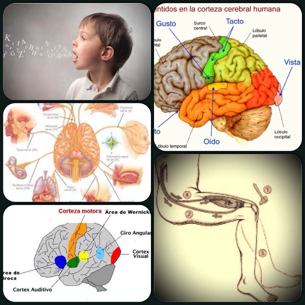 Exploraci\u00f3n amplia: (5 categor\u00edas) 1. Estado mental, habla y lenguaje 2. Pares craneales 3. Sistema motor 4. Sistema sensitivo 5. Reflejos