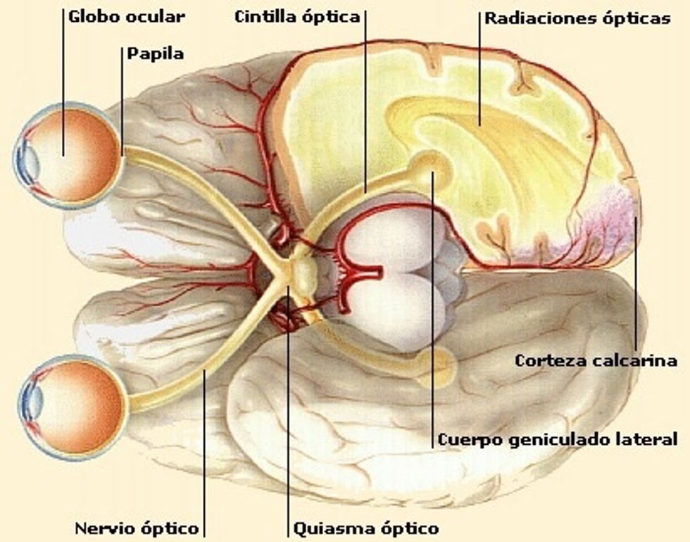 Explorar agudeza visual, fondos de ojo, buscar papiledema, atrofia \u00f3ptica y glaucoma.