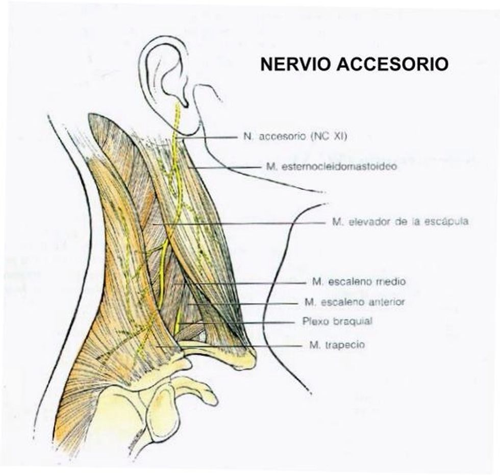 Explorar m\u00fasculo trapecio y esternocleidomastoideo