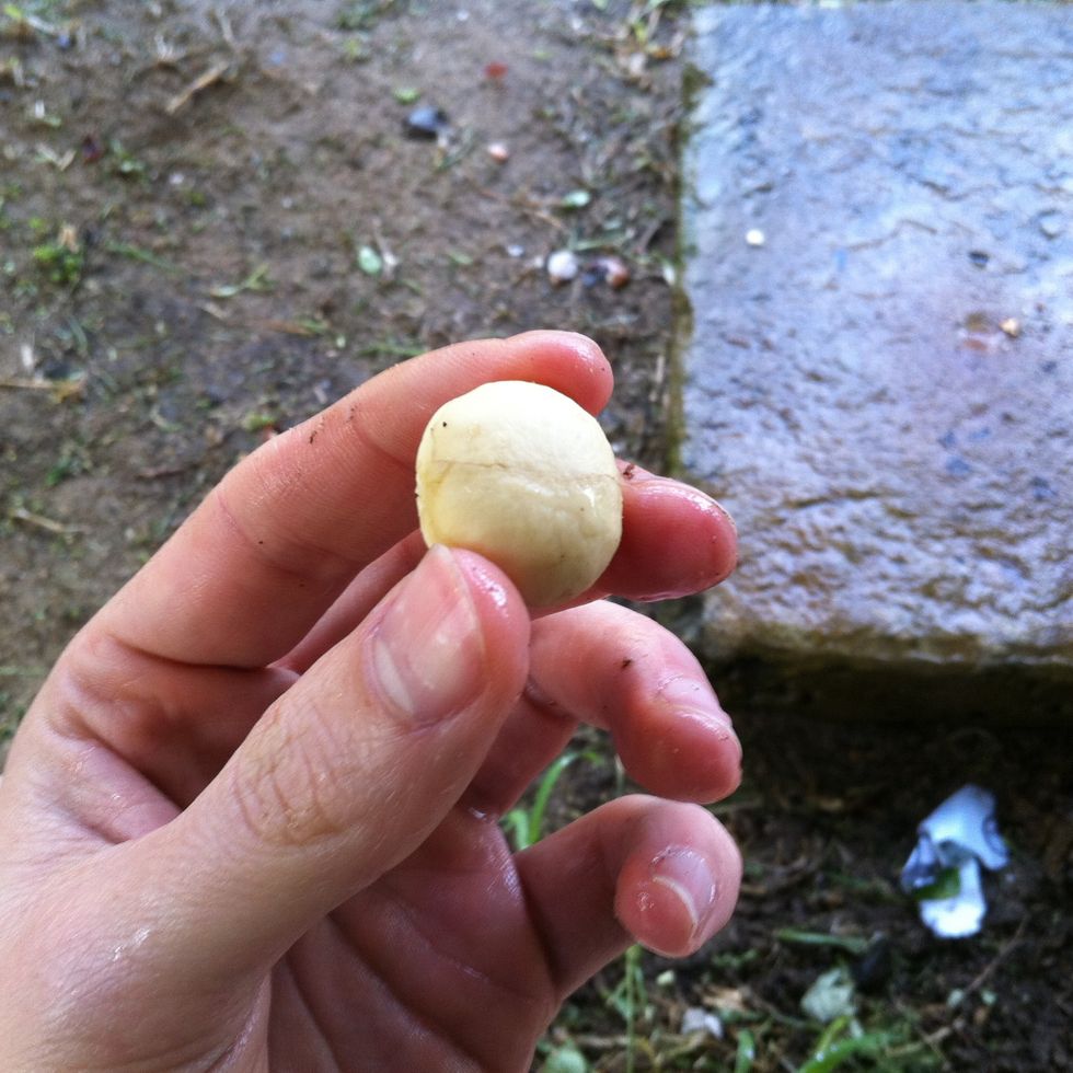 Extract and enjoy! They are delicious raw, and equally delicious roasted.