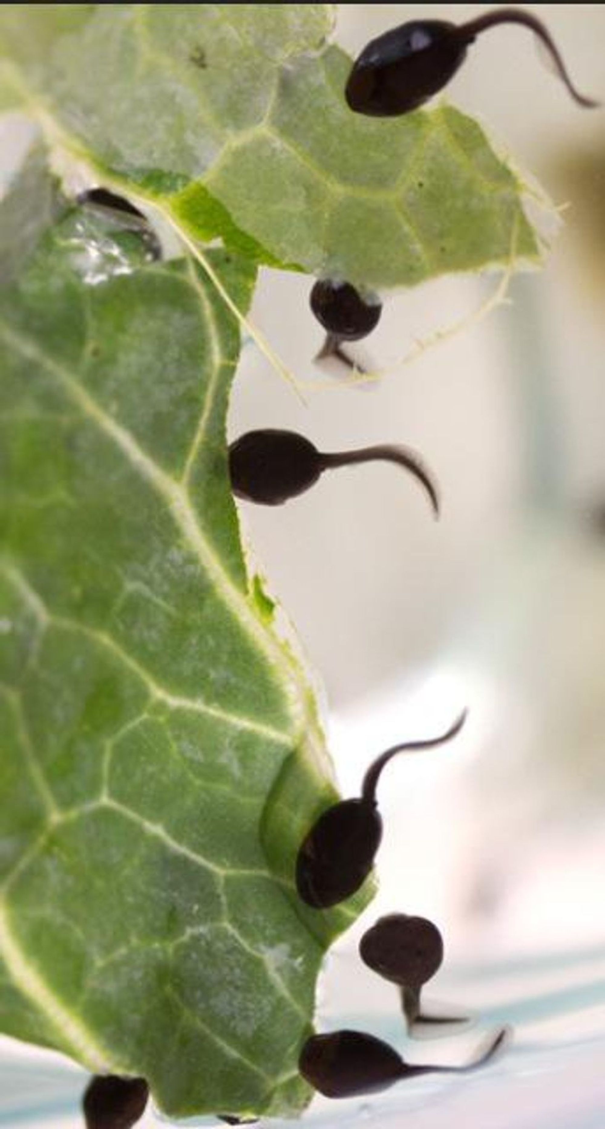 How to raise tadpoles B+C Guides