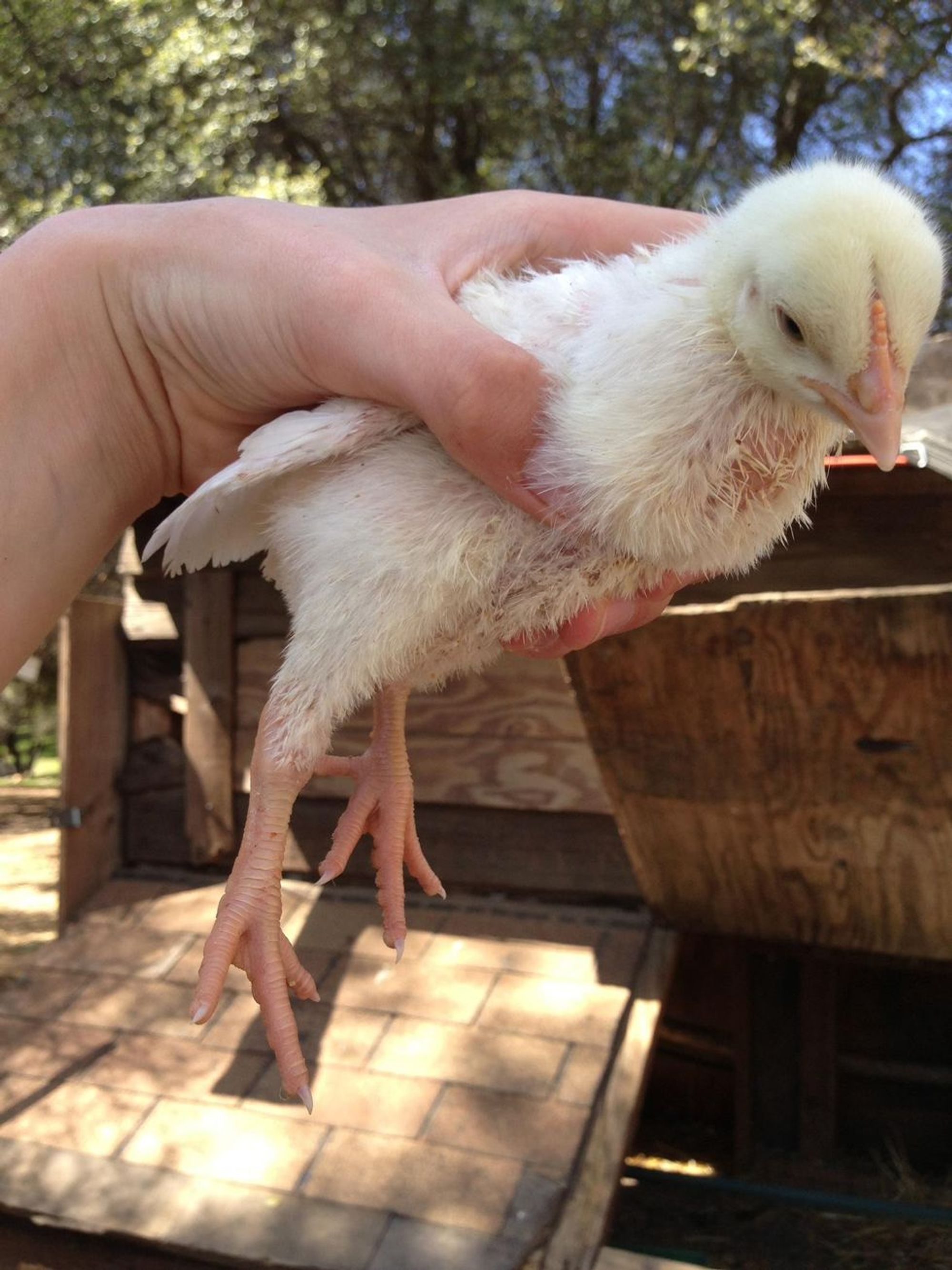 How to Raise Meat Chickens B+C Guides