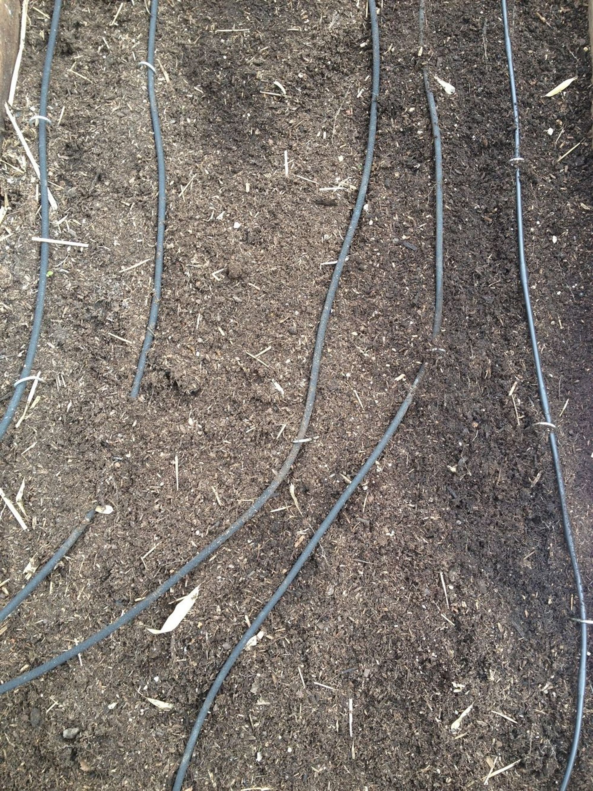 How to add nitrogen to your soil with favas B+C Guides