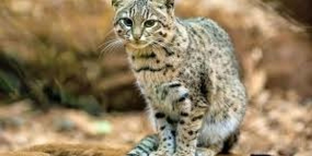 How to tame a cat B+C Guides