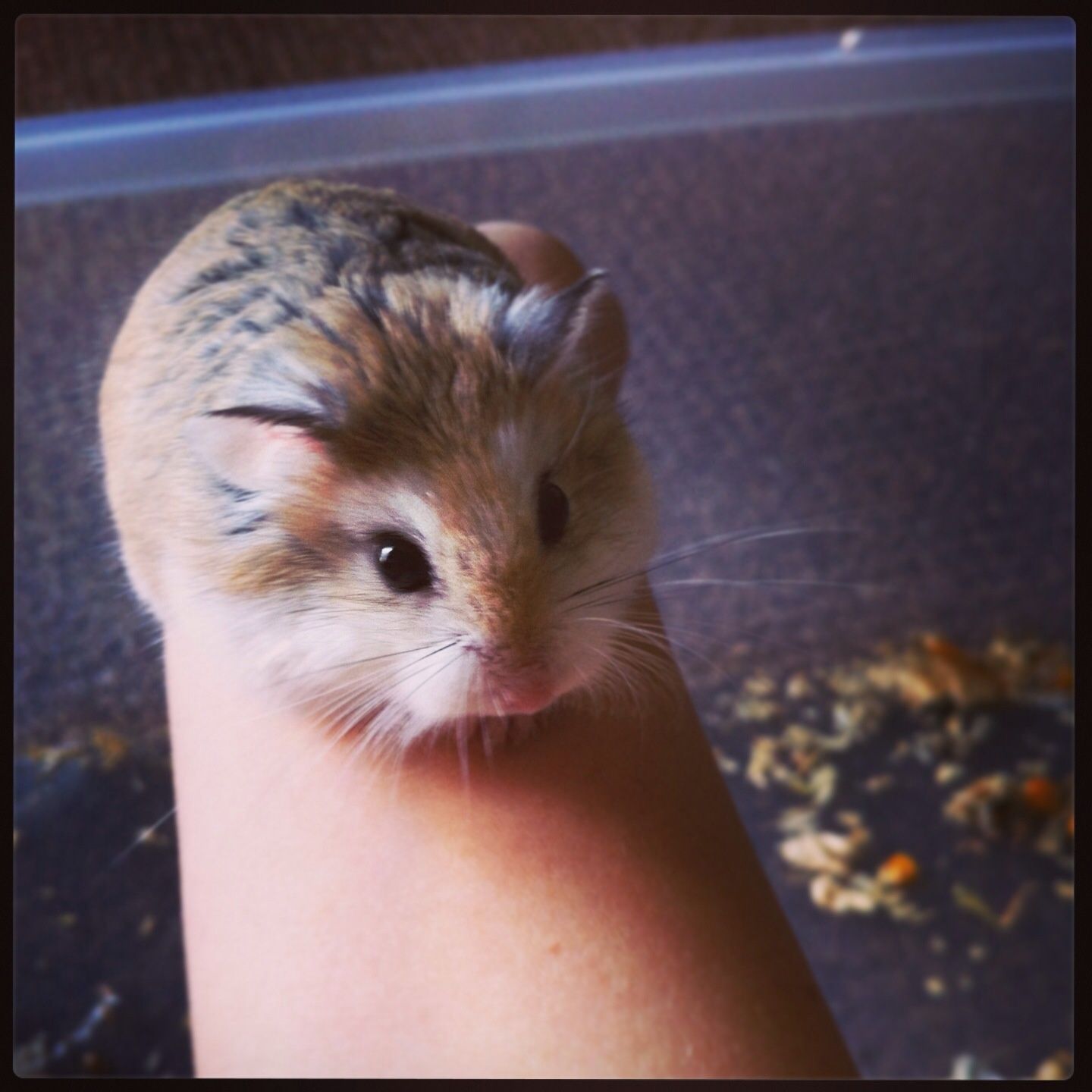 robo hamster treats