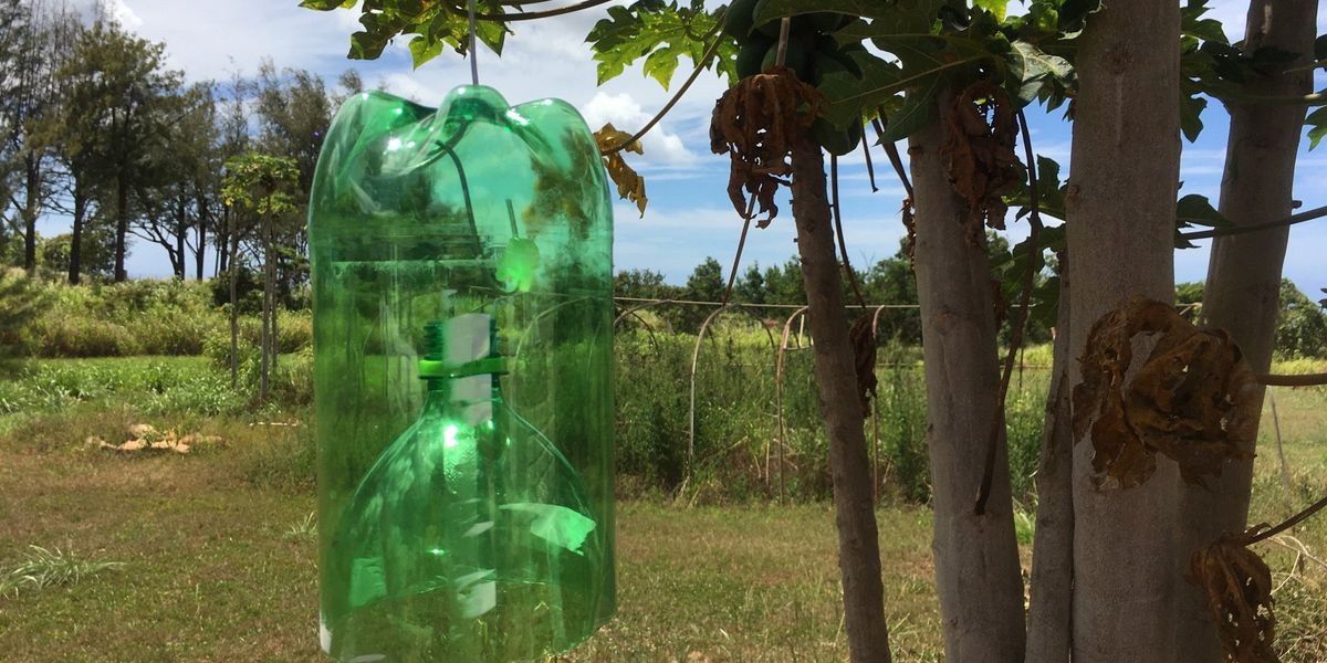 How to build a fly trap