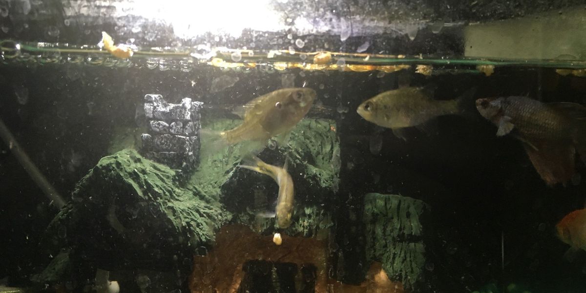 How to catch and raise minnows! 🐟🐠 B+C Guides