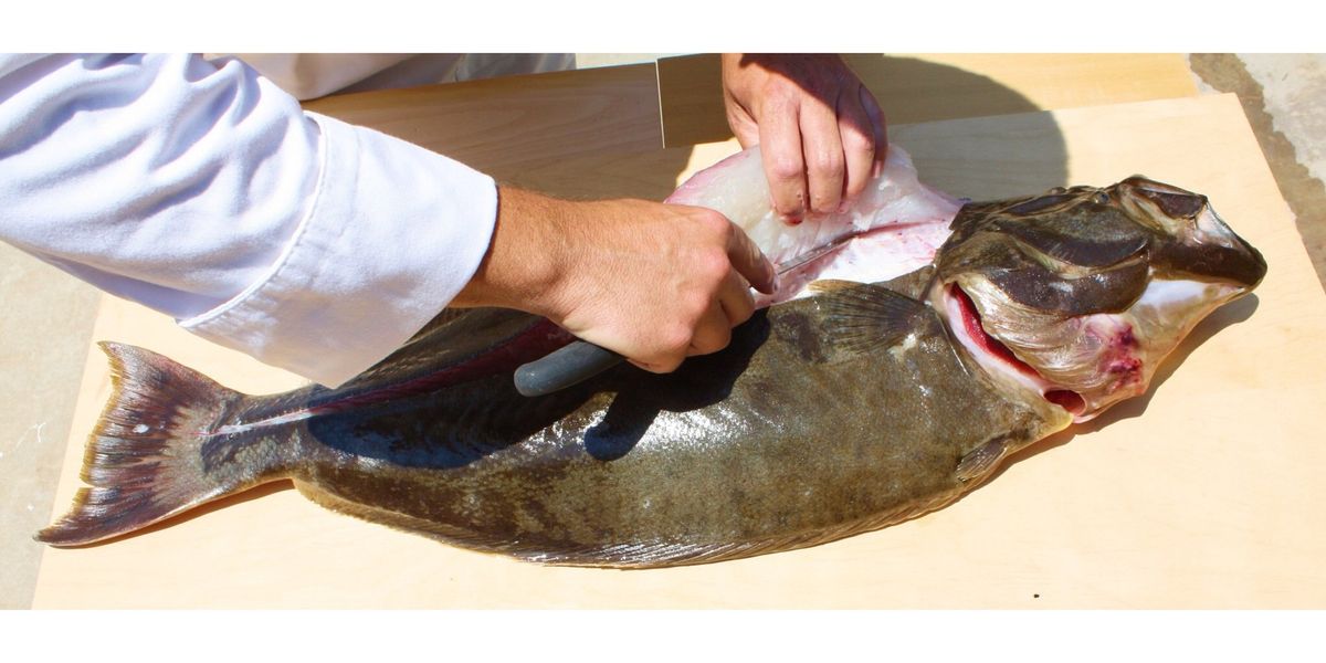 How to fillet and skin a whole halibut B+C Guides