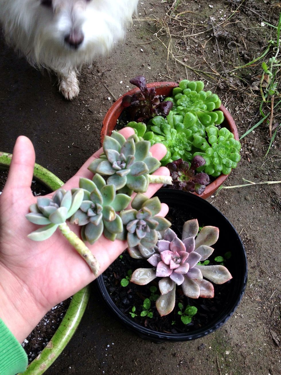 How to make a succulent dish garden - B+C Guides