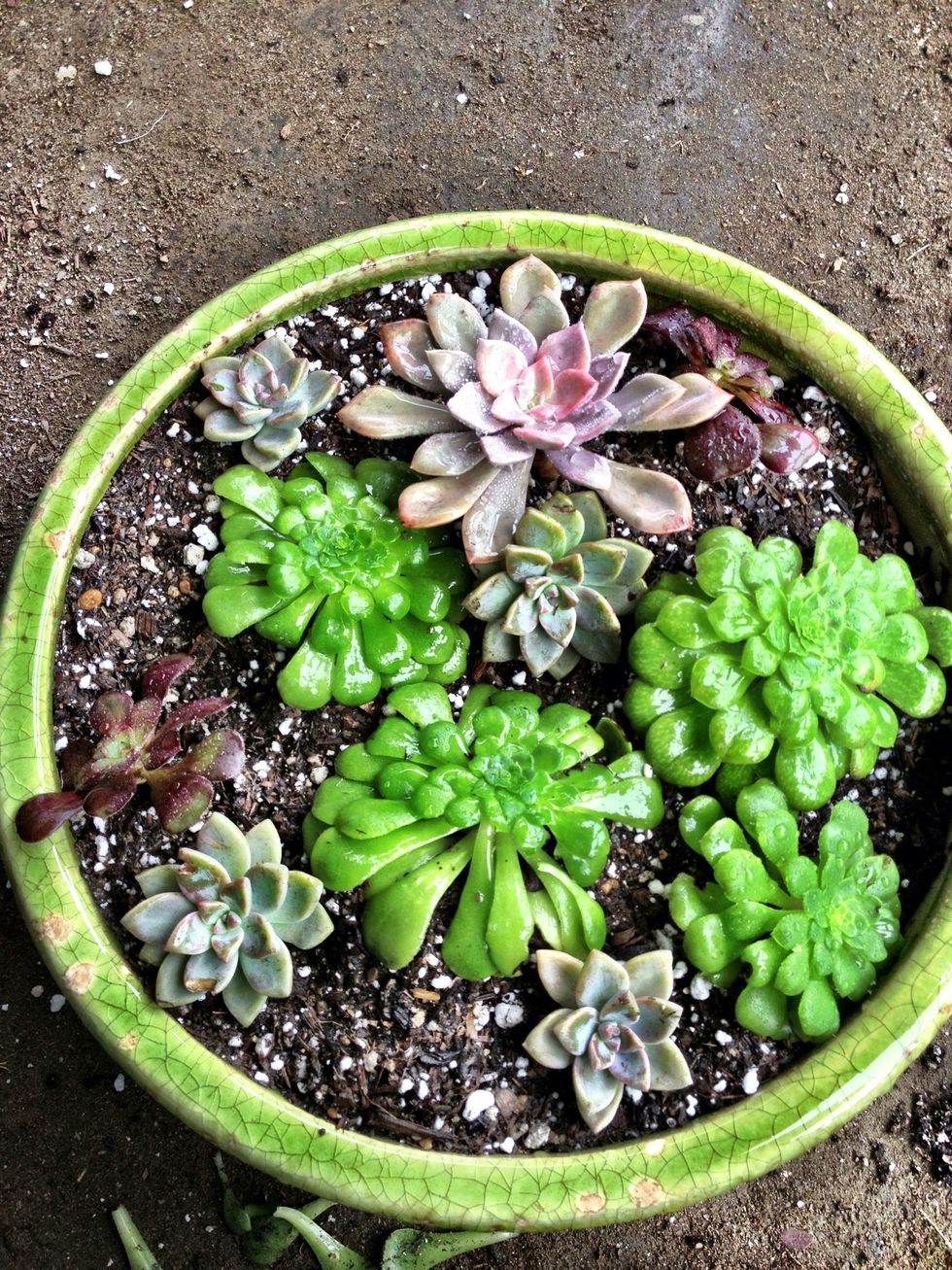 How to make a succulent dish garden - B+C Guides