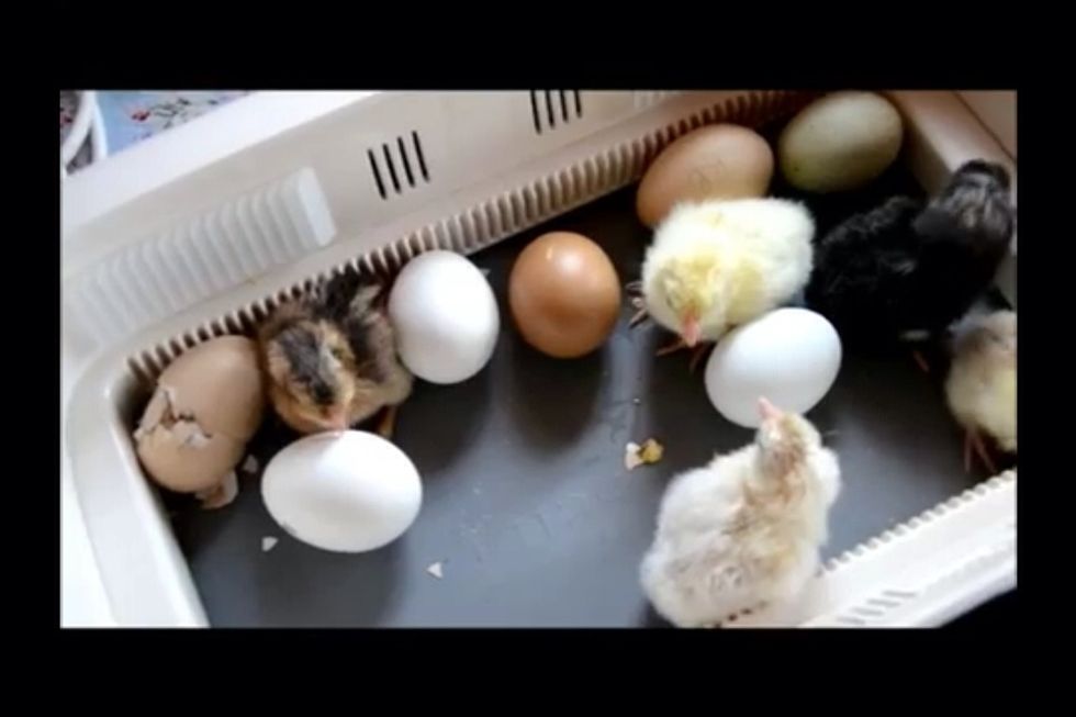 How to hatch an egg without an incubator or heat lamp