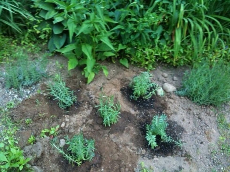 How to grow lavender B+C Guides