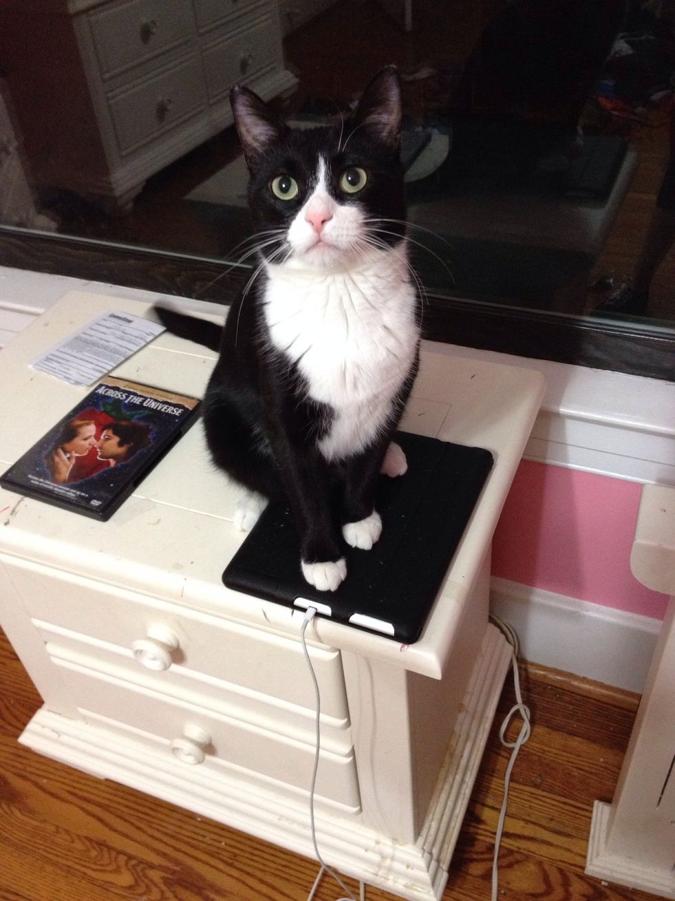 How to take care of a cat B+C Guides