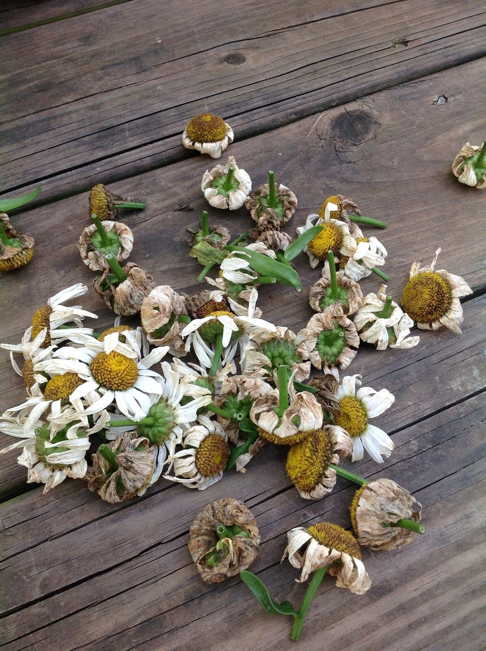 How to deadhead garden flowers & plants B+C Guides