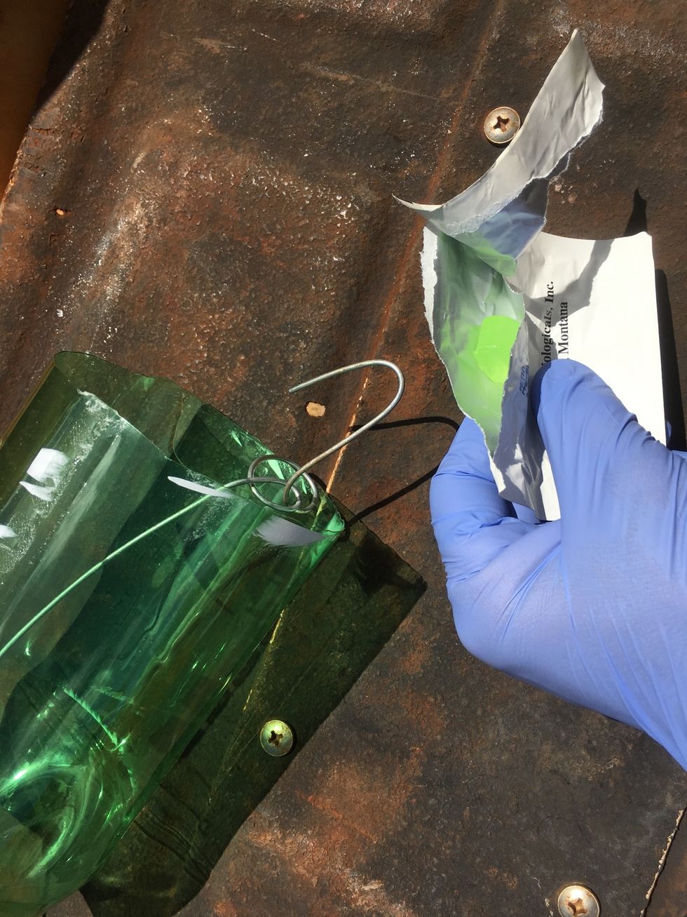 How To Build a Fruit Fly Trap B+C Guides