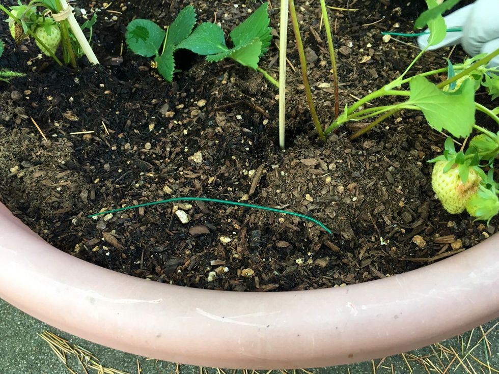 How to support strawberry plants🍓🌱 B+C Guides