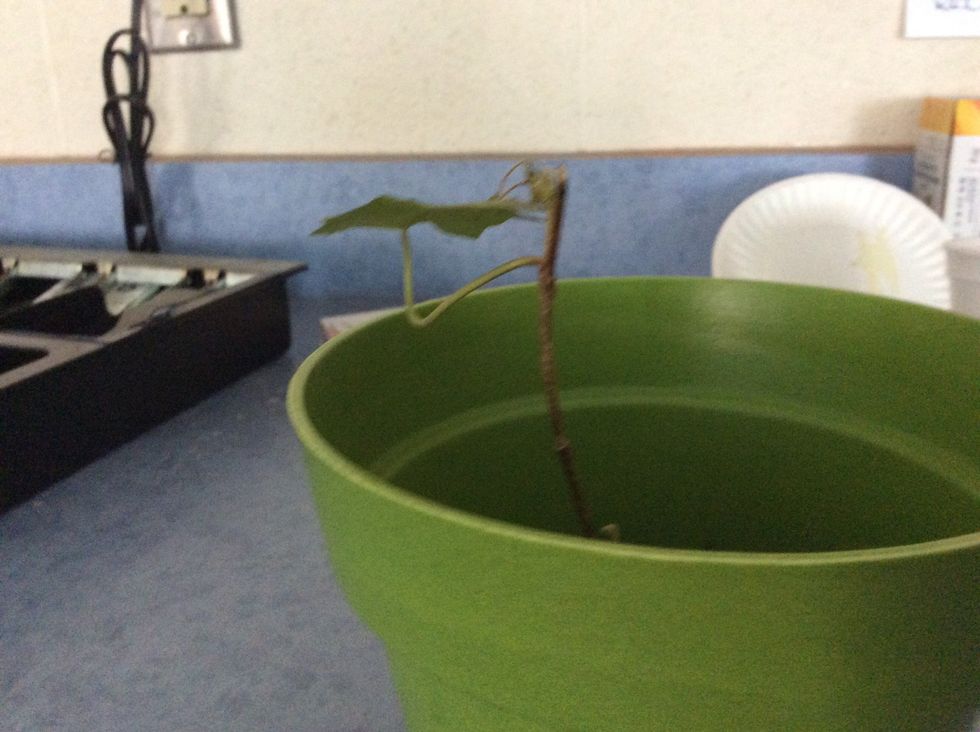 How to water a bean plant. B+C Guides