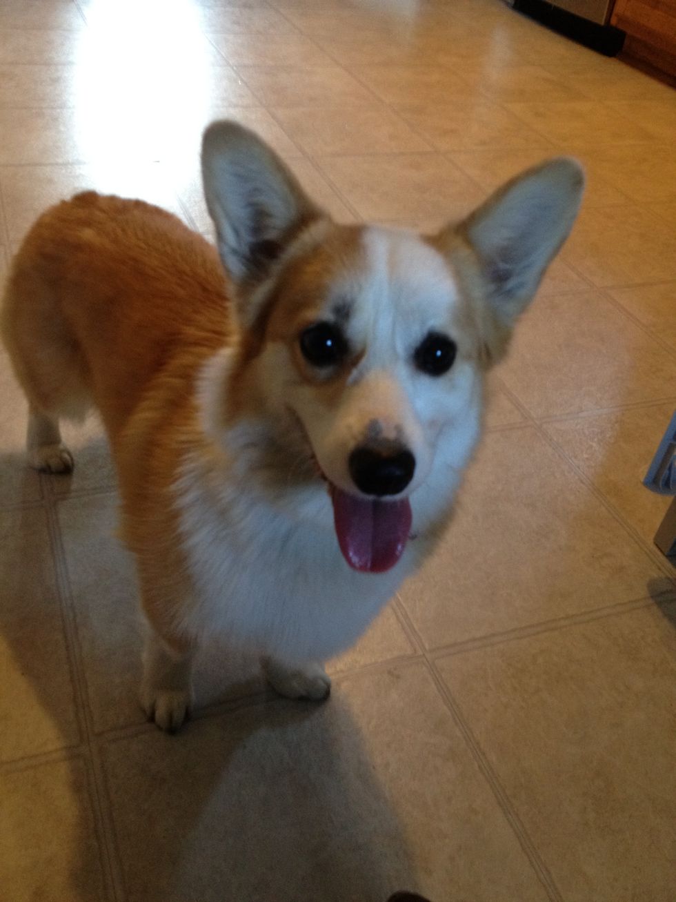 How To Play Frisbee With A Corgi B C Guides