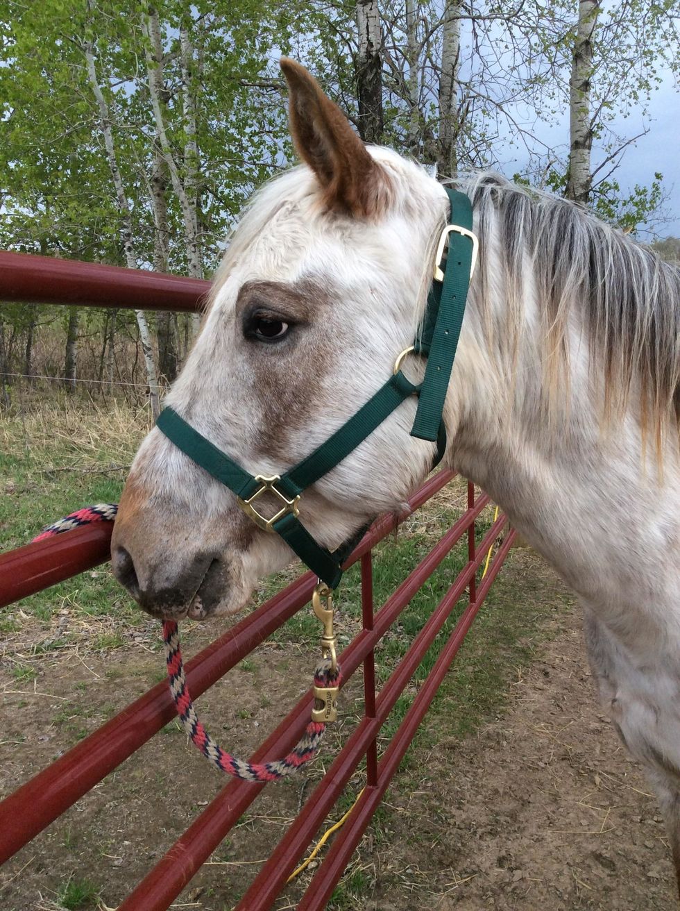 How to tack a horse B+C Guides