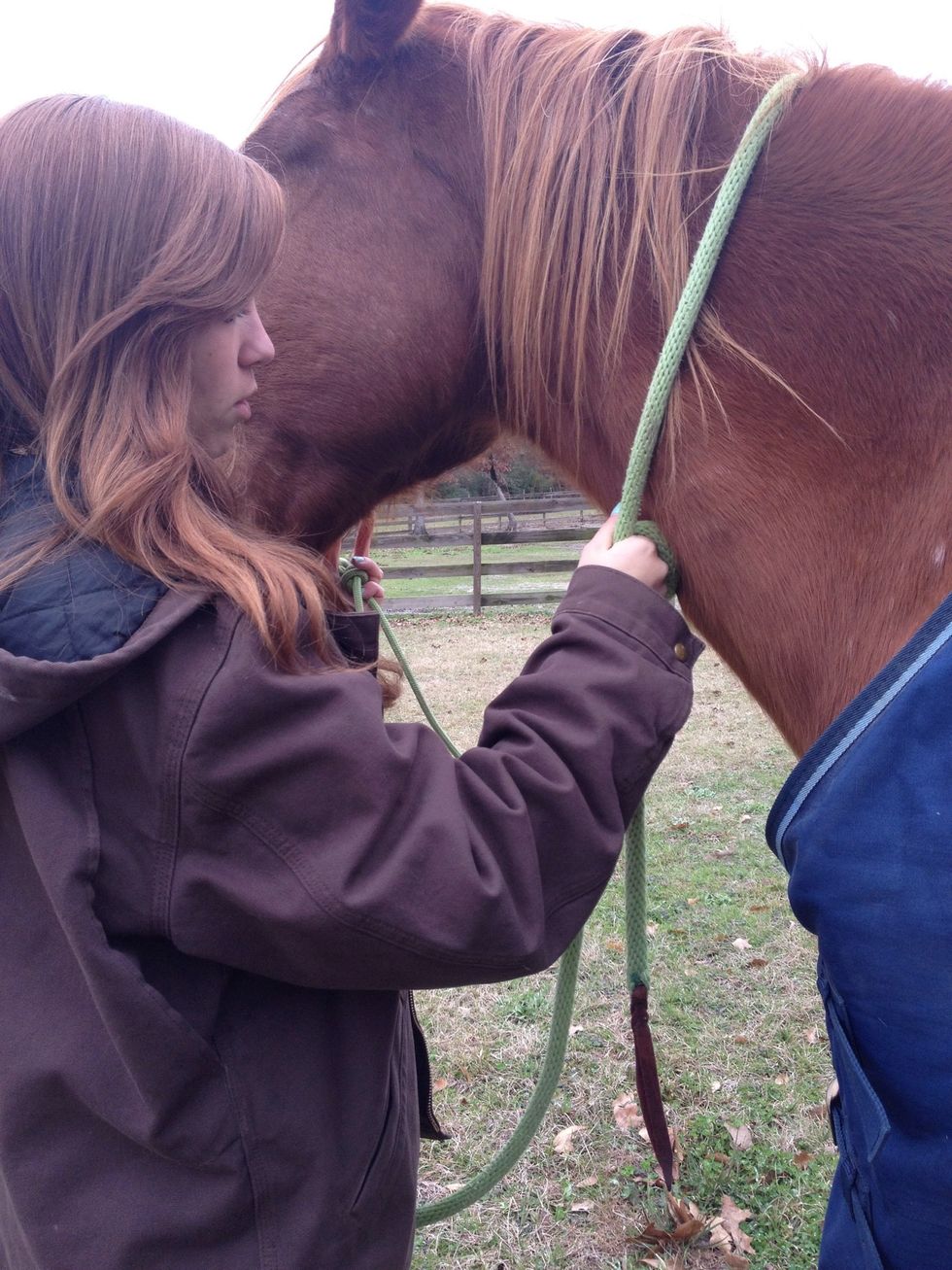 How to put on a rope halter on a horse B+C Guides