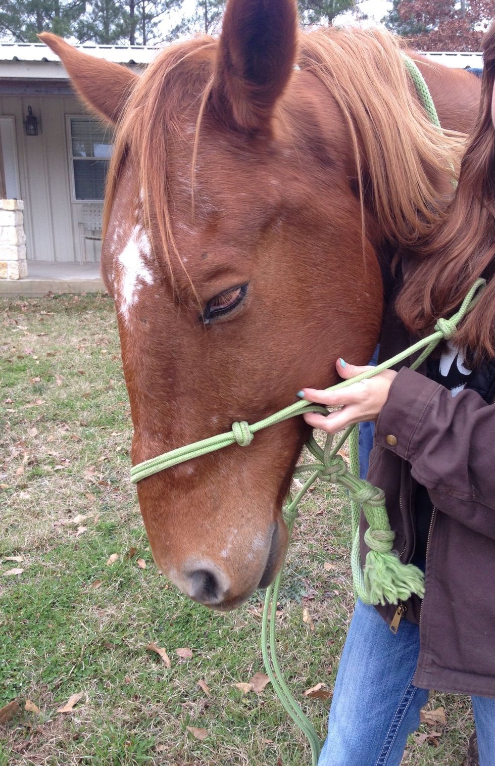 How to put on a rope halter on a horse B+C Guides