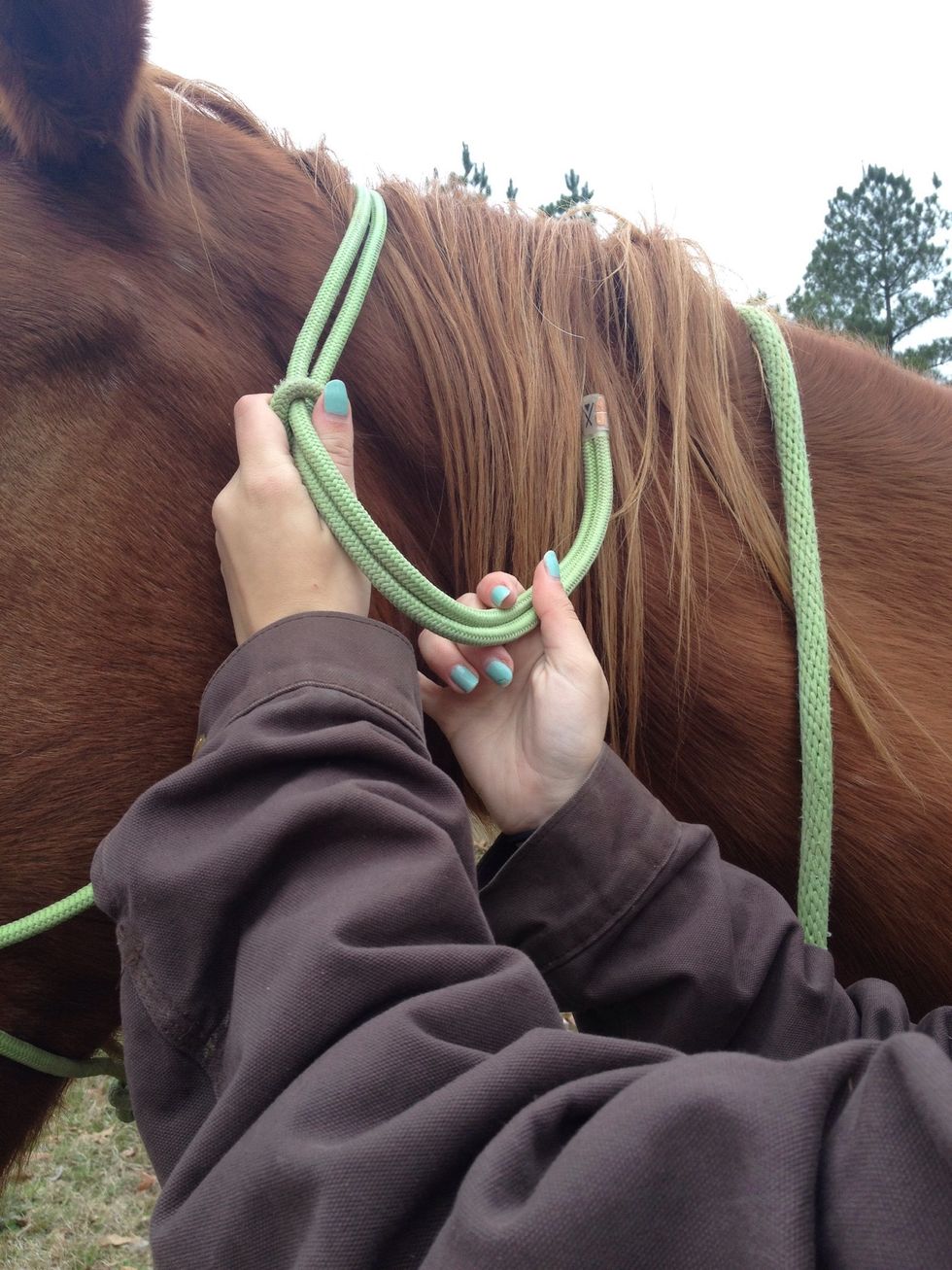 How to put on a rope halter on a horse B+C Guides