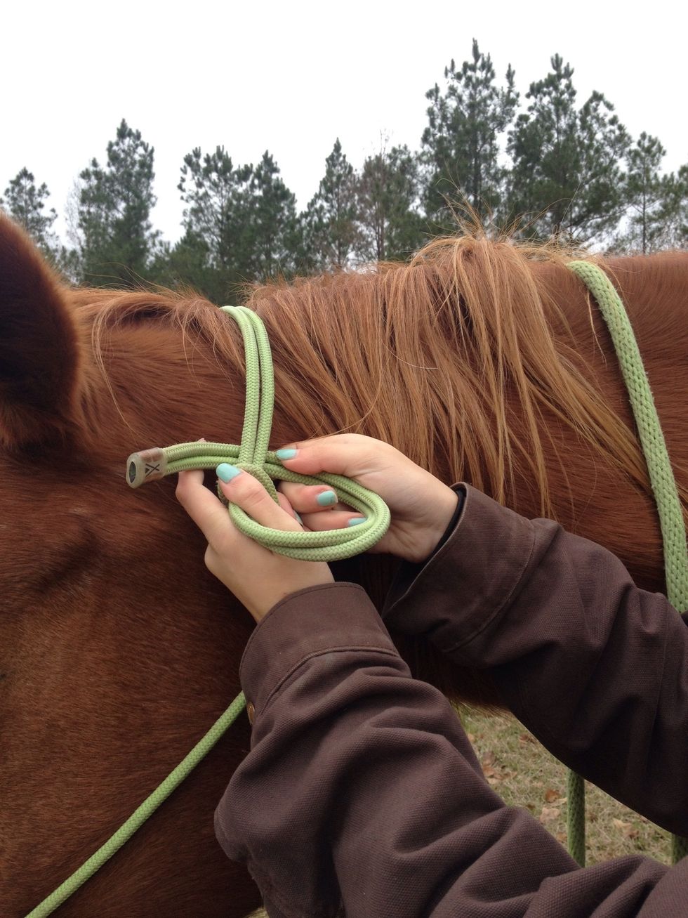 How to put on a rope halter on a horse B+C Guides