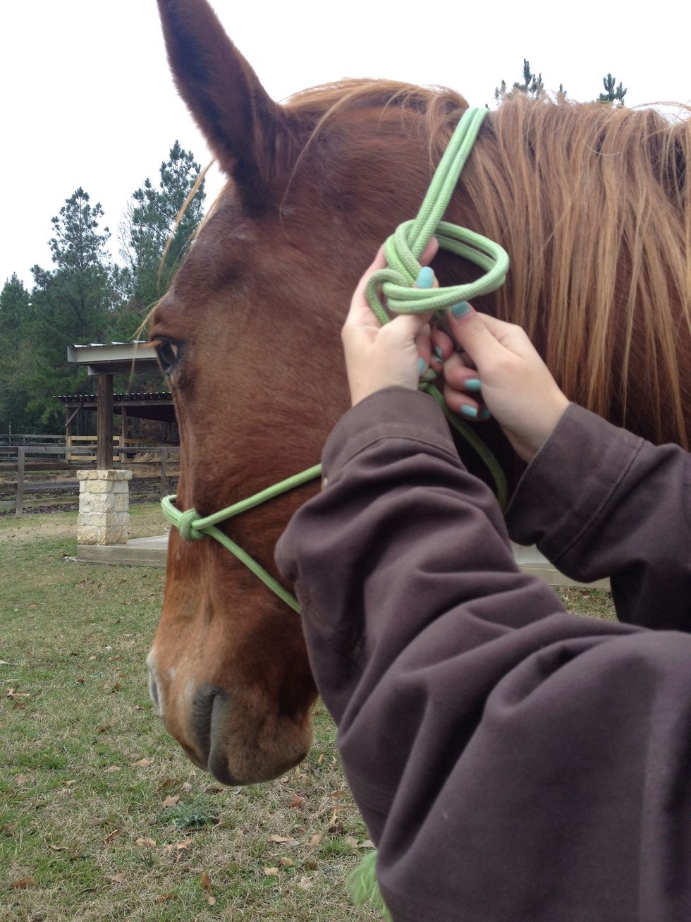 How to put on a rope halter on a horse B+C Guides