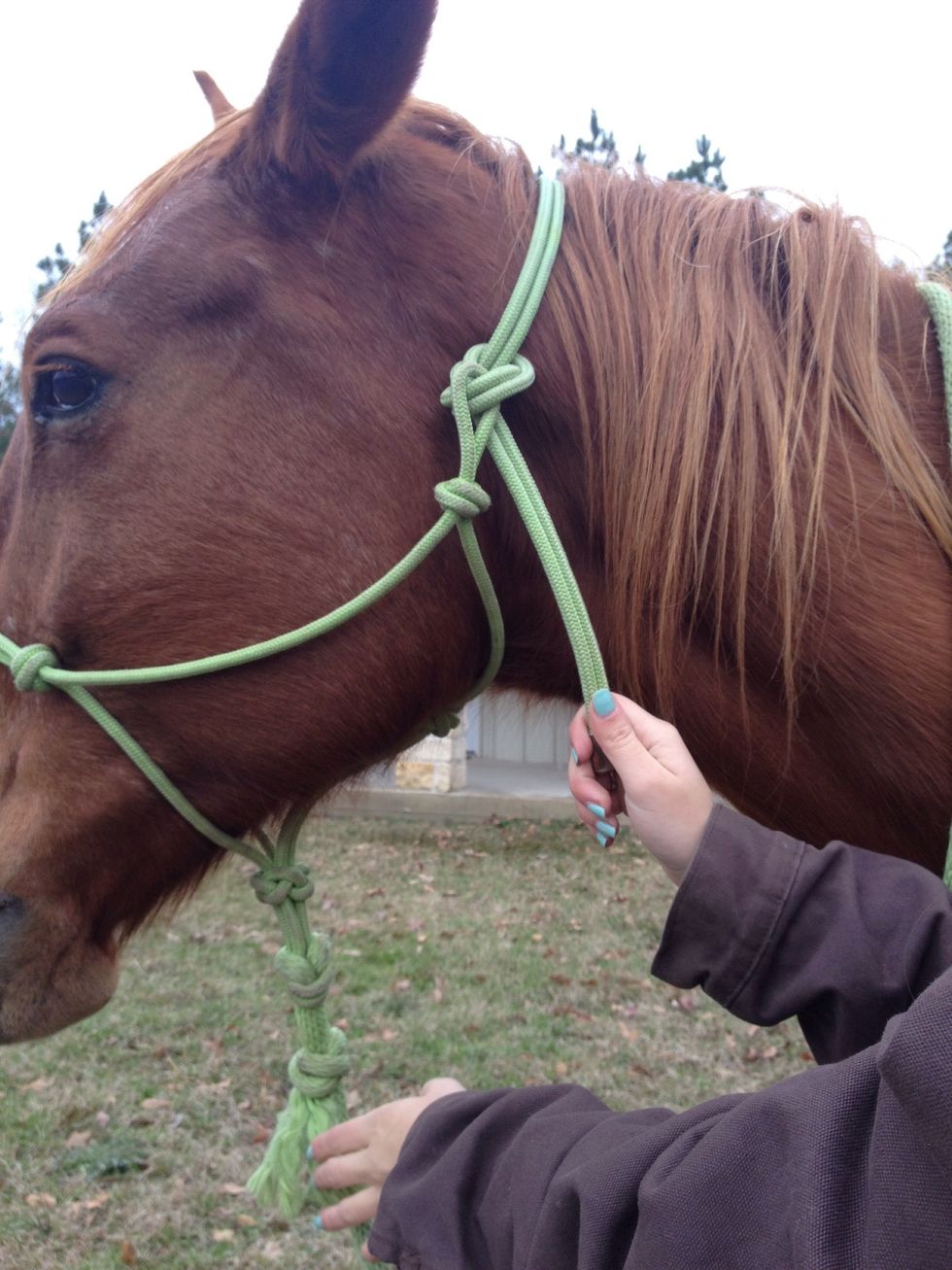 How to put on a rope halter on a horse B+C Guides