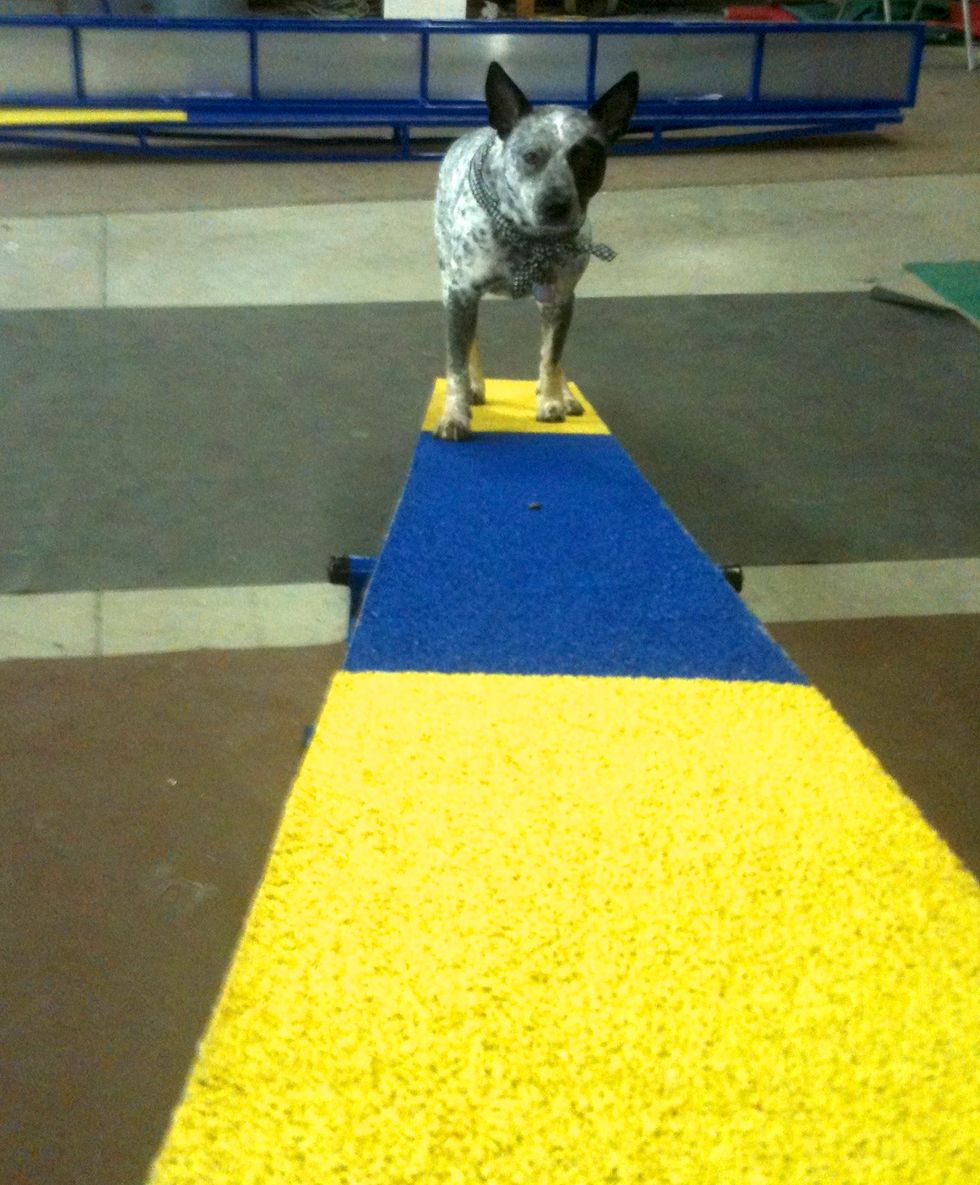 How to rubberize dog agility contact equipment B+C Guides
