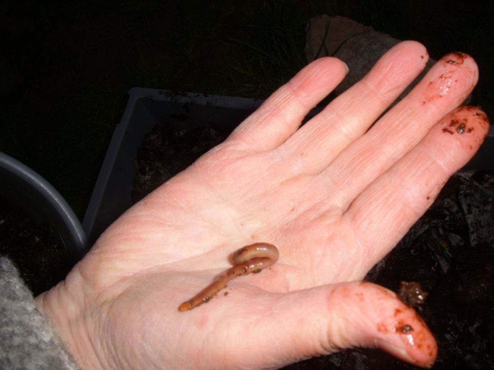 how to set up a wormery worm composting - b+c guides