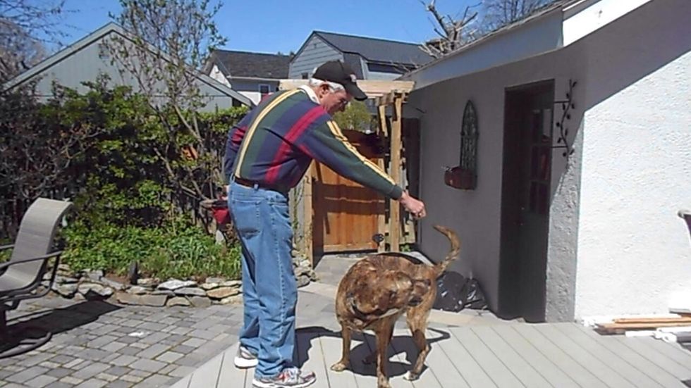 How to teach your dog to spin B+C Guides