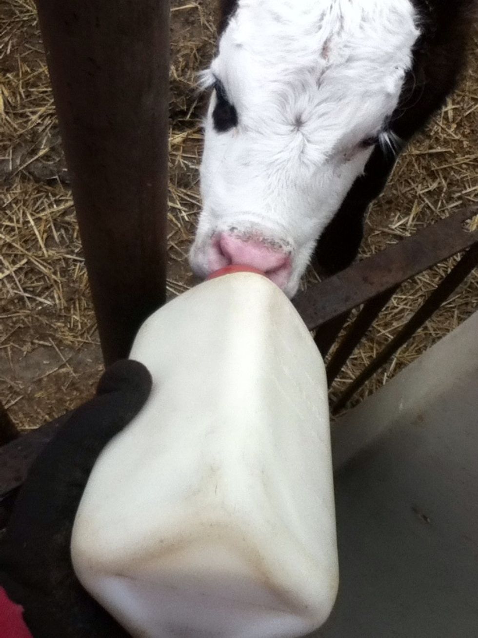 How to make a bucket calf bottle B+C Guides