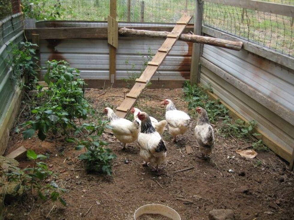 How to raise a chicken 🐣🐤🐥🐔🐓 B+C Guides