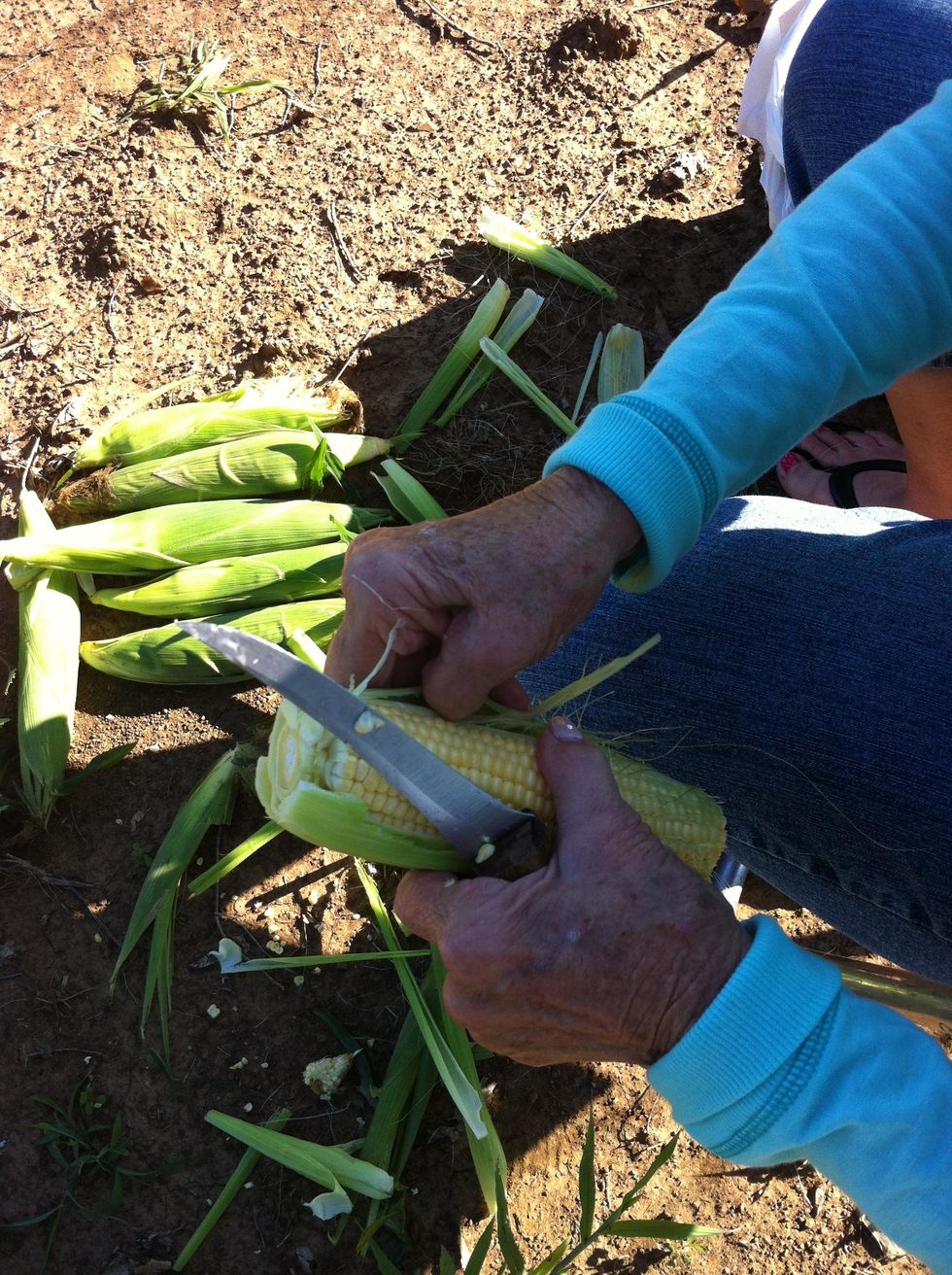 how-to-preserve-fresh-corn-stuffsure