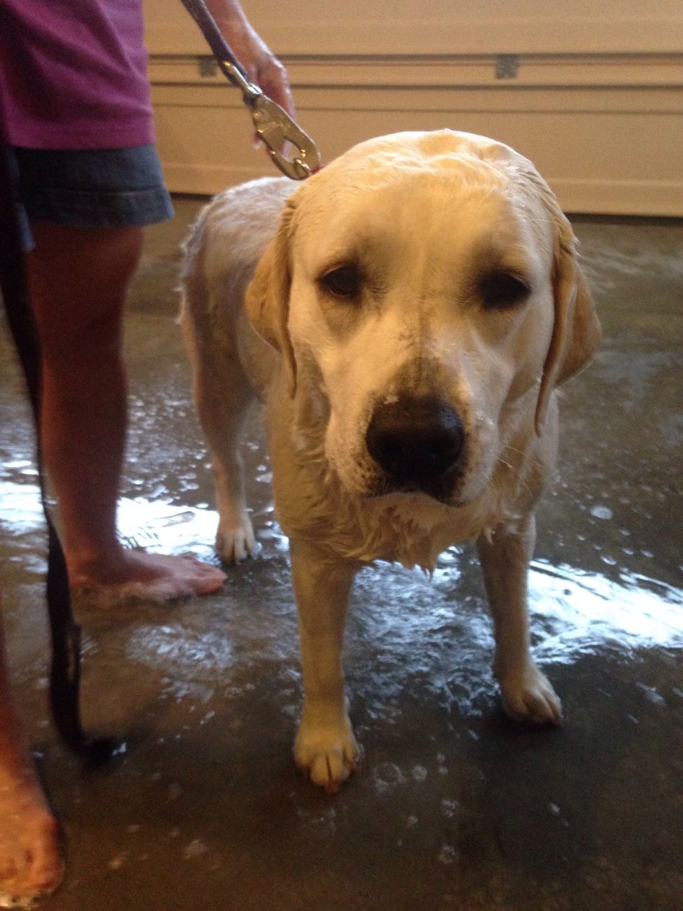 How to wash your dog🐶💁 B+C Guides