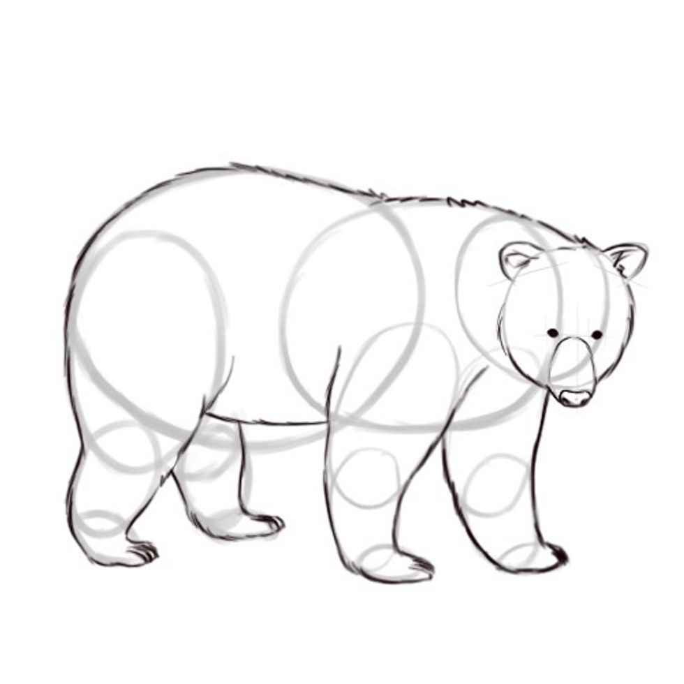 How to draw a bear - B+C Guides