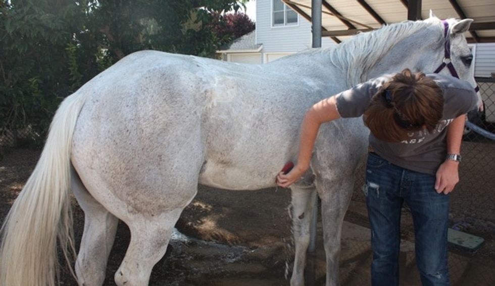 How to wash a horse for a show. B+C Guides