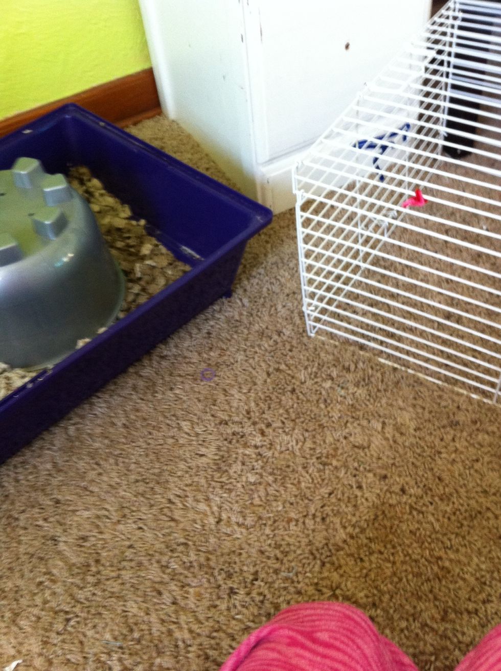 How to clean a small guinea pig cage B+C Guides