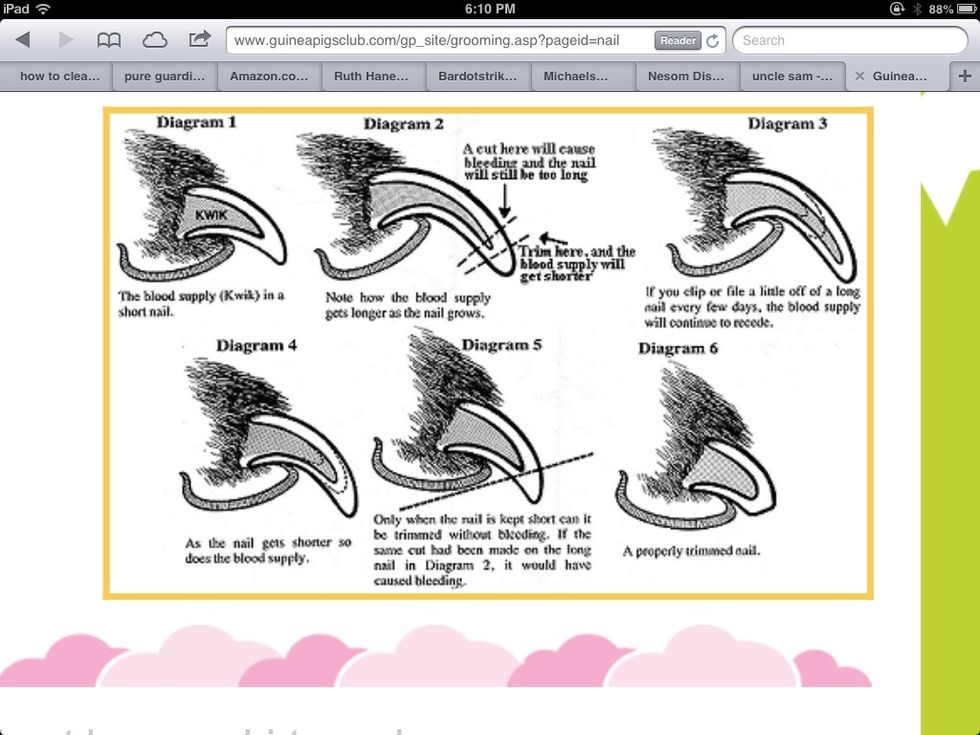 How to clip a guinea pig's nail B+C Guides