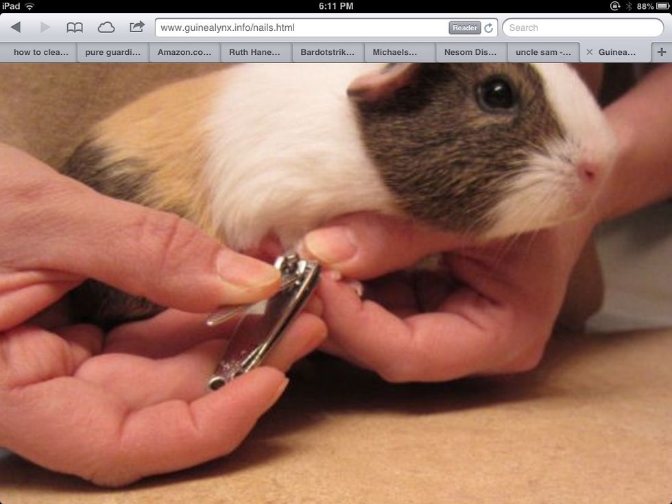 How to clip a guinea pig's nail B+C Guides