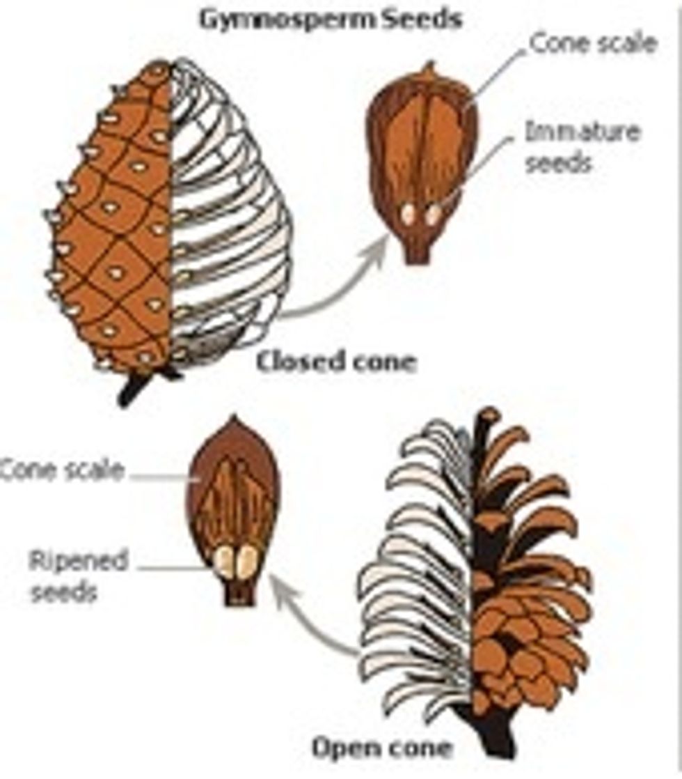 How to classify plants - B+C Guides