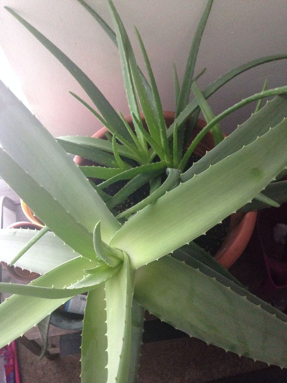 How to prep aloe vera plant for use in beauty recipes������ - B+C Guides