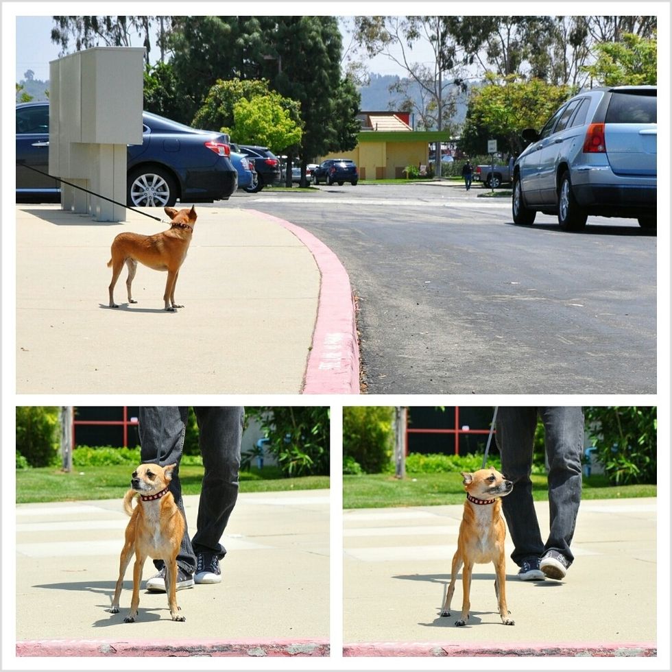 How to properly use a retractable dog leash B+C Guides